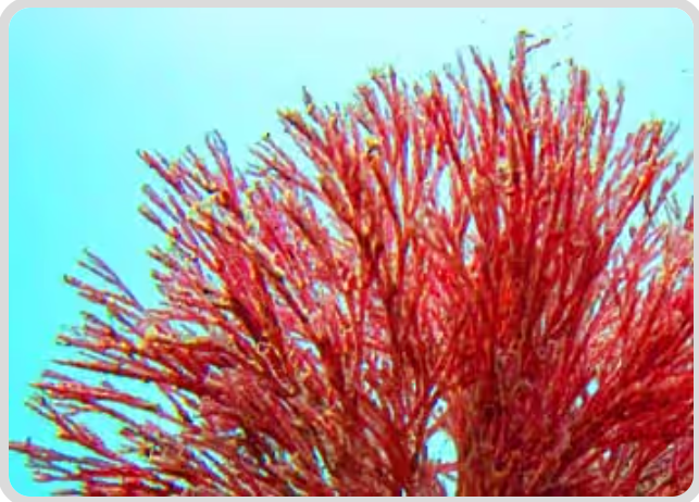 3. Haematococcus Pluvialis - Mitolyn