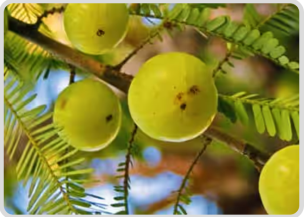 4. Amla (Phyllanthus emblica) - Mitolyn