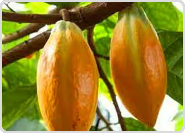 5. Theobroma Cacao - Mitolyn