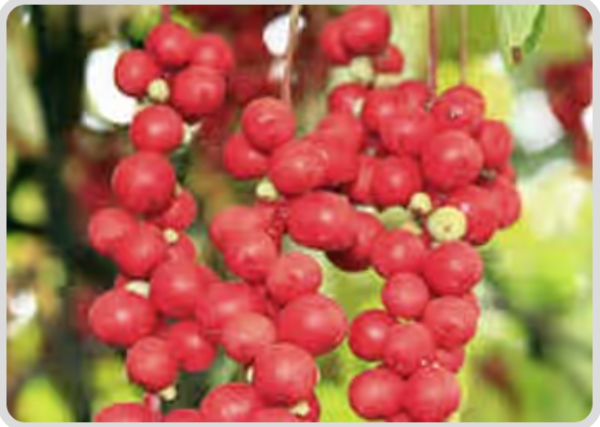 6. Schisandra Chinensis - Mitolyn