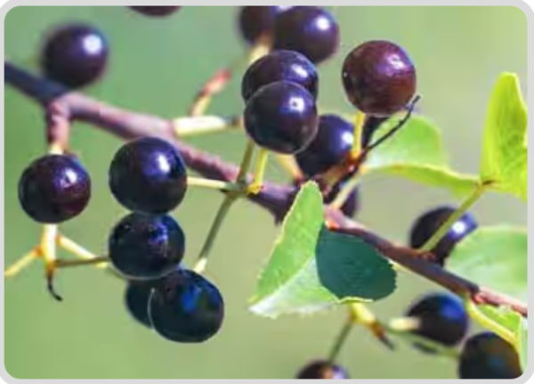 1. Maqui Berry (Aristotelia chilensis) - Mitolyn