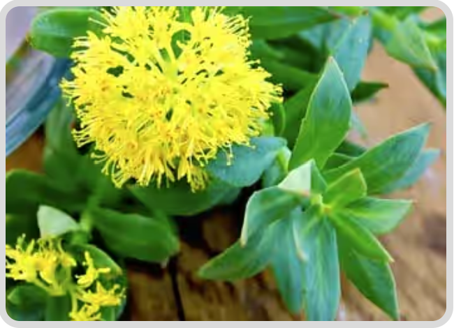 2. Rhodiola Rosea - Mitolyn